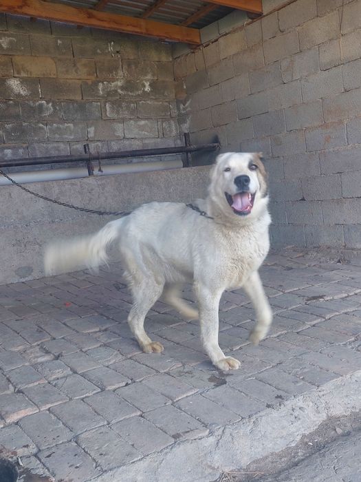 Ит сатылады 8 айлық.