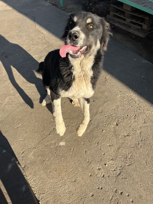 Собака Тигрдың күшігі Белаводтық Евразия чемпионы