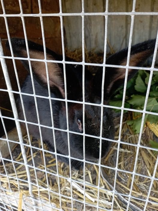 Vând iepuroaică uriaș german