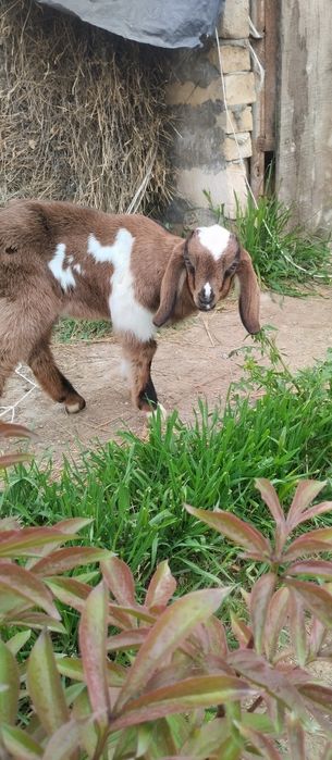 Продаются козлики (еркек)нуби