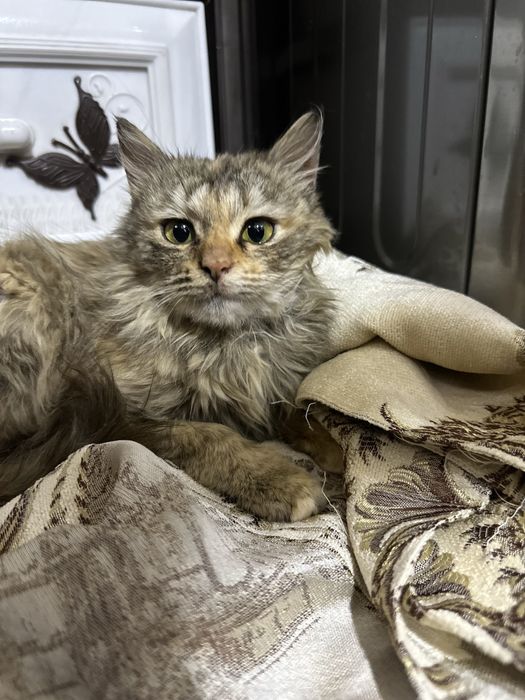 Котенок в хорошие руки