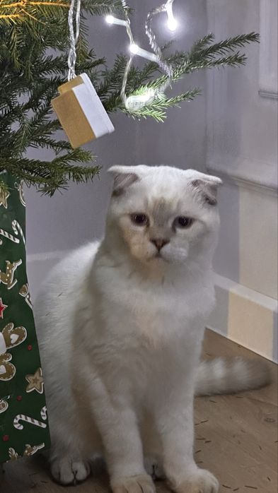 Котик породы шотландец