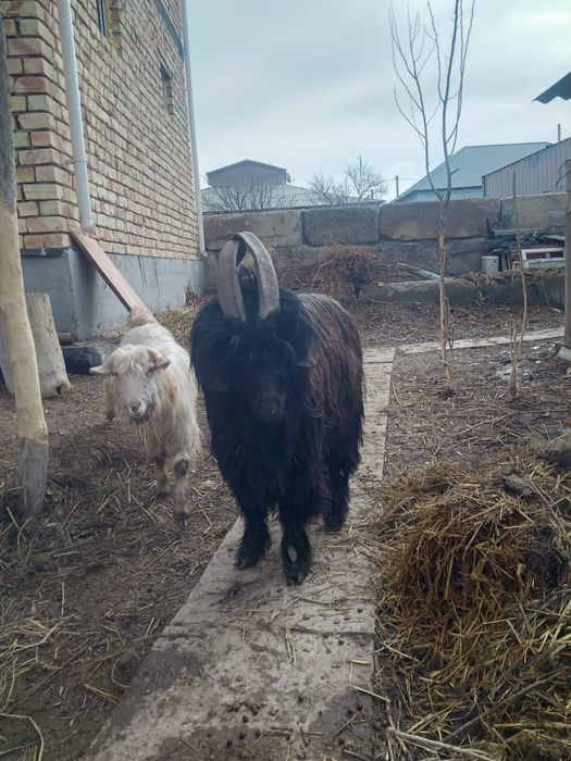 Сатылымда Текелер бар  ақ,қара