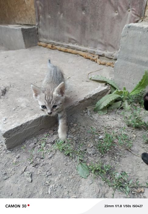 Срочно а там котят в добрые руки