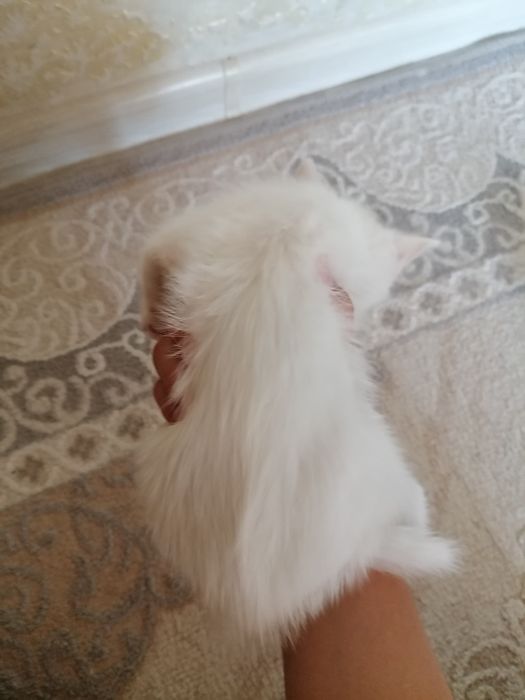 Қыз және ұл әдемі мысықтар