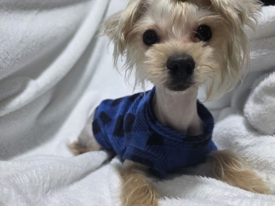 Продаётся мальчик йоркширского терьера.