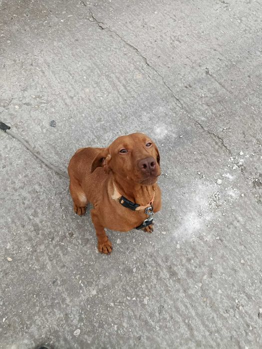 Продава се женска унгарска визла