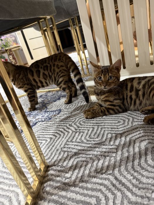 Срочно продается Бенгалский мушукчалар 100% тоза