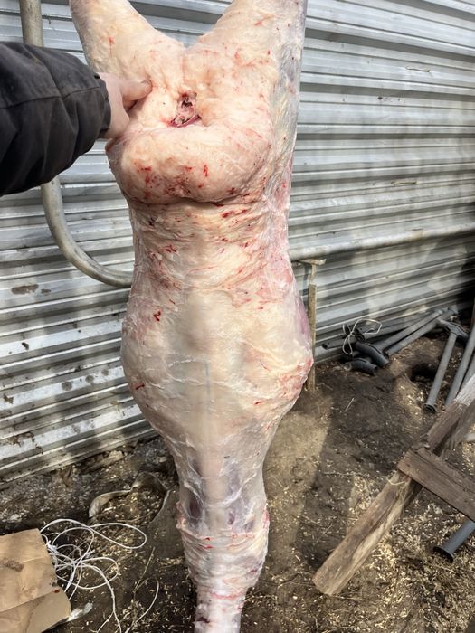 Продам жирных токты