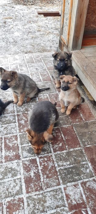 Щенят отдам в добрые руки!