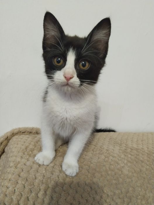 Отдам котика в добрые руки