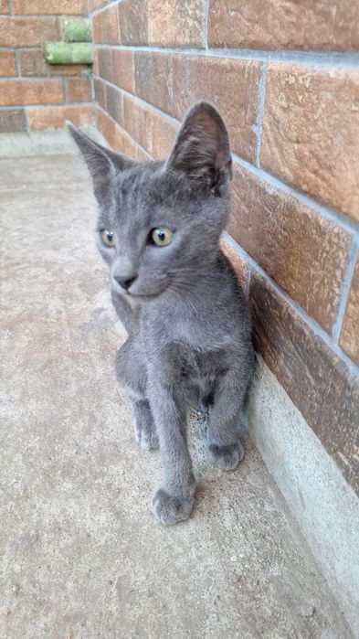 Adoptie: pisoi motanei de 3.5 luni, foarte iubitori, obisnuiti la litiera