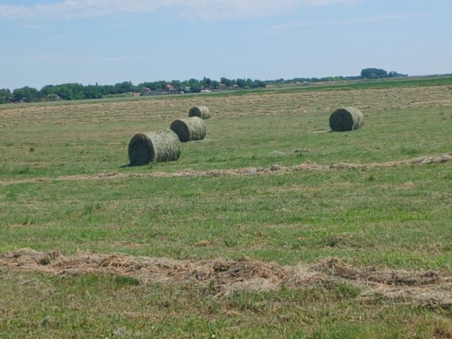 Baloți de trifoi