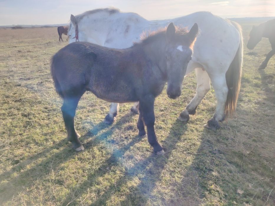 Manz de 5 luni rasa noriker din parinti cu pedigree