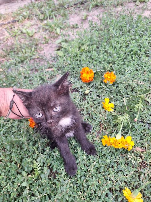 Пристраиваются котята !!!