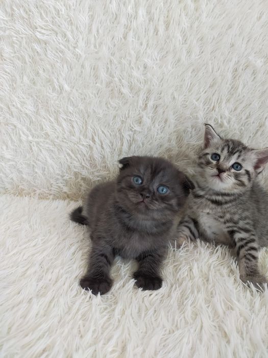 Продам шотландских котят г. Астана