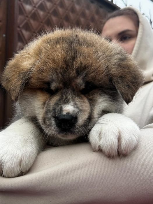 Акита-Ину щенки  продам