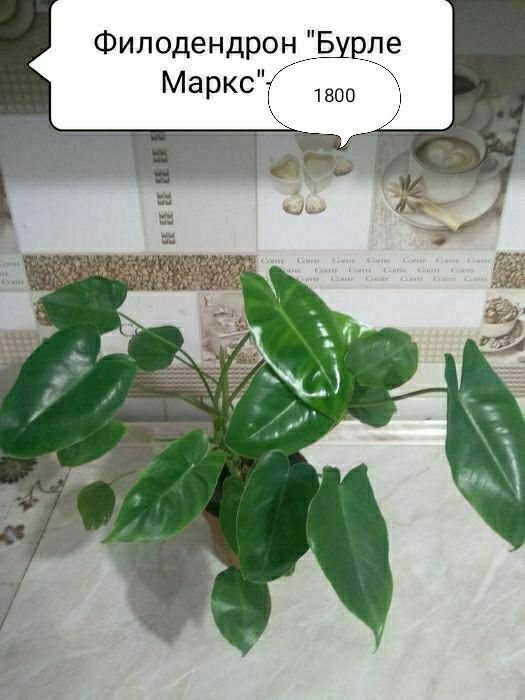 Сциндапсус, Филодендрон