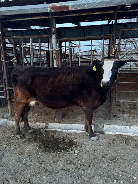 Сиыр сатам алатау