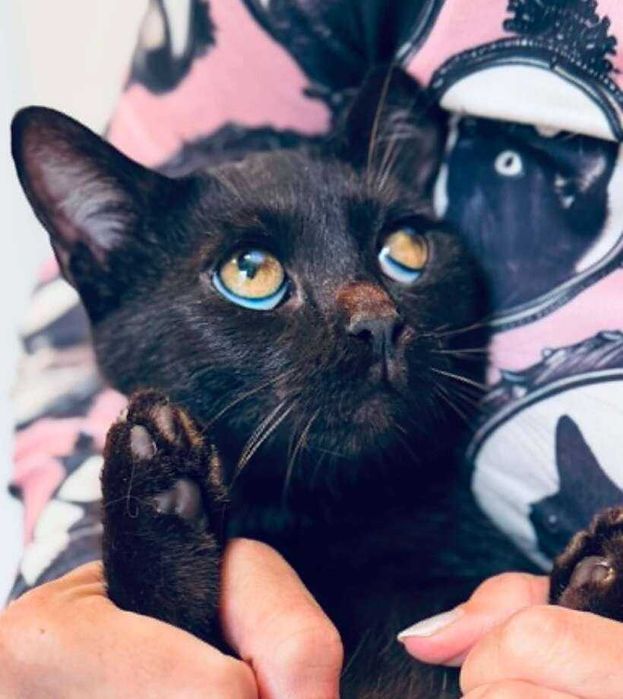 Черно коте търси дом