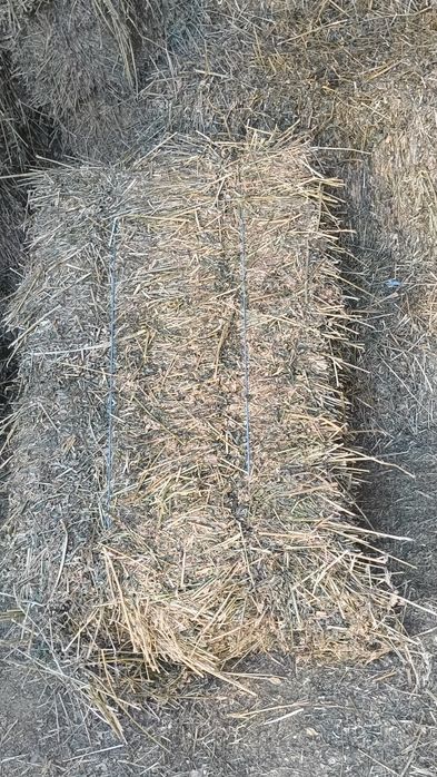 Vând baloți de lucernă