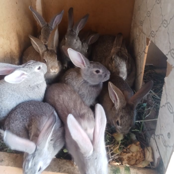 Киёнлар сотилади боласти