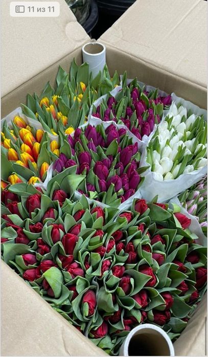 Тюльпаны оптом Голландия