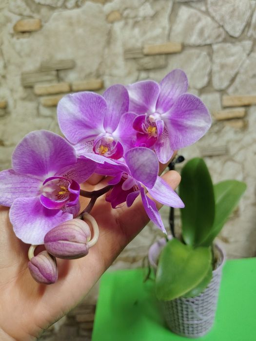 Орхидеи по выгодной цене
