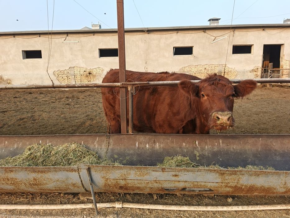 ангус ғуножинла сотилади хомиладор