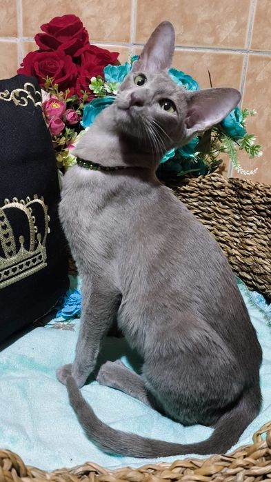 ОРИКИ - ориенталы- котята