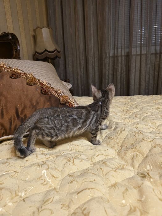 Бенгалски котета