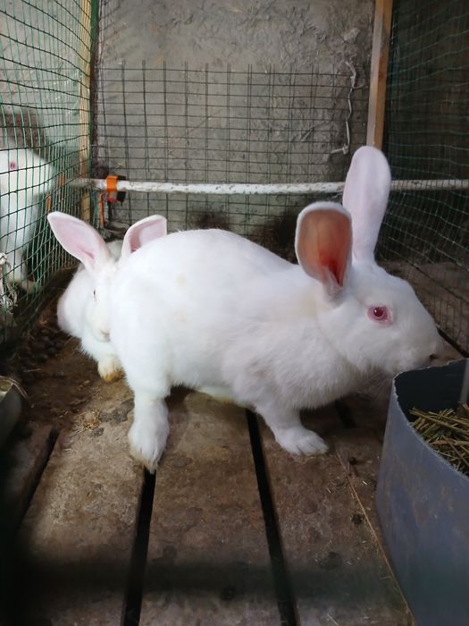 Italiyadan keltirilgan xikol zoyli quyonlar sotiladi