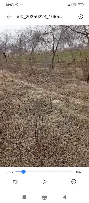 Gilos koʻchata sotiladi