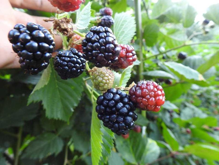 Mure proaspete de vânzare – 25 lei/kg livrate acasa