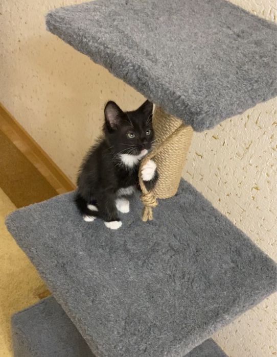 Домик для кошки новый