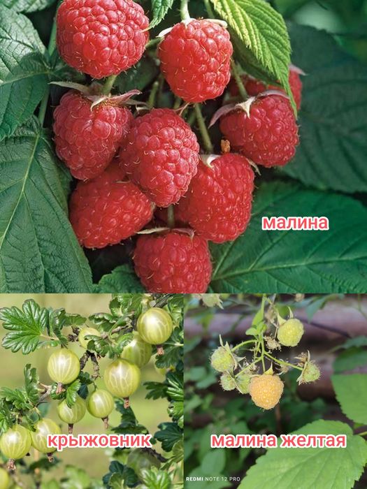 Флоксы,барвинок, анемона,сентябринки.