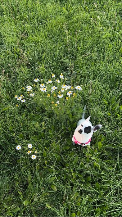 Продается собачка