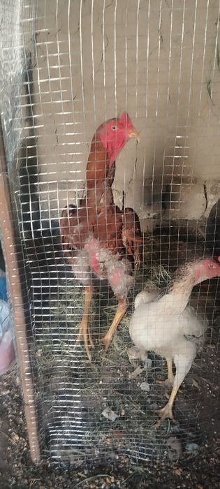 Япони тозазаси 3 та юткан тоза првазной тову хуроз тухм заказга йгиб б