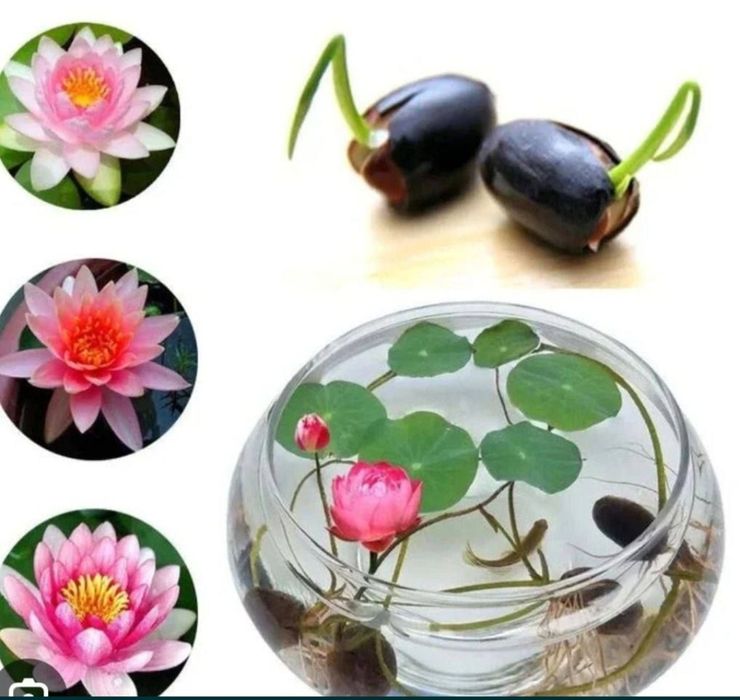 Смена лотоса ,нилуфар гул