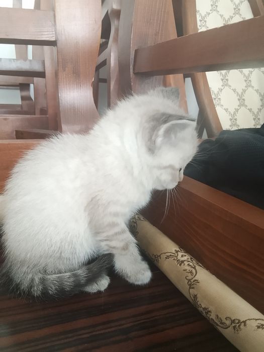 Сиамский котёнок, 2 месяца