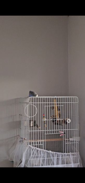 Пара ручных попугаев