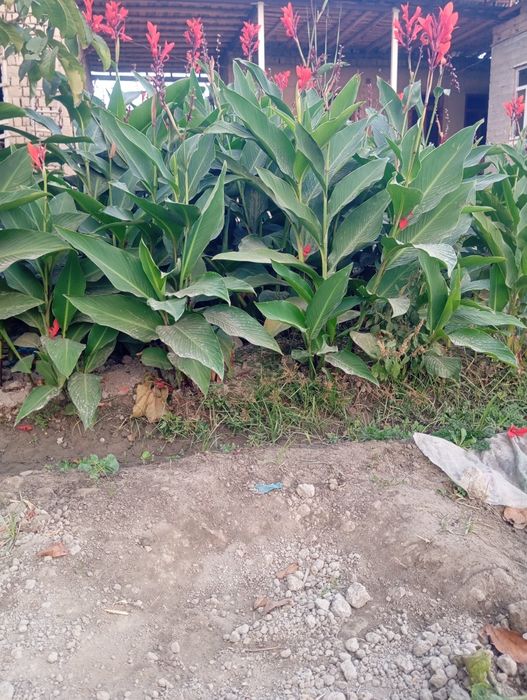 Kan Gul – Кан Гул  Сотилади , To‘g‘ridan-to‘g‘ri Dehqondan Oling!