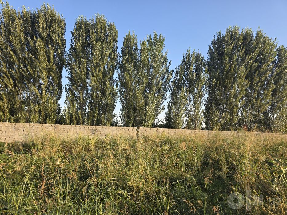 Кибрай тум. Хайдаробод мах. 30 сот. ер участкаси  сотилади.