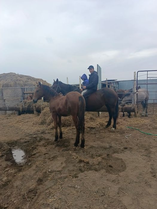 Продам кабылу 7летку