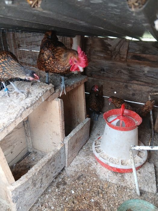 Oua incubat phoenix  cochinchina sebright chabo