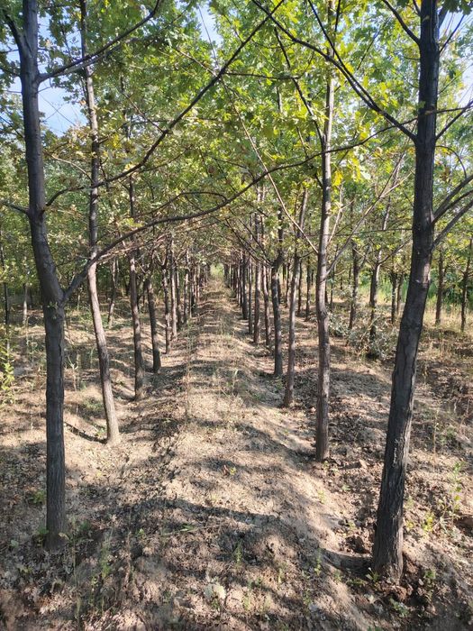 Дуб алейный  крупномер