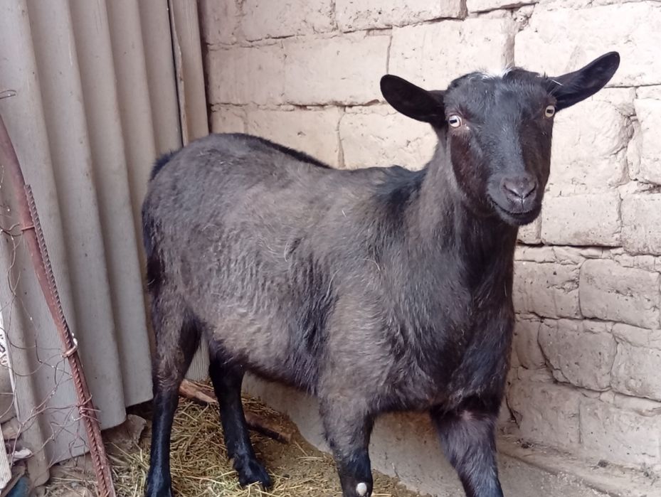 Алпиниски шыбыш сатылады