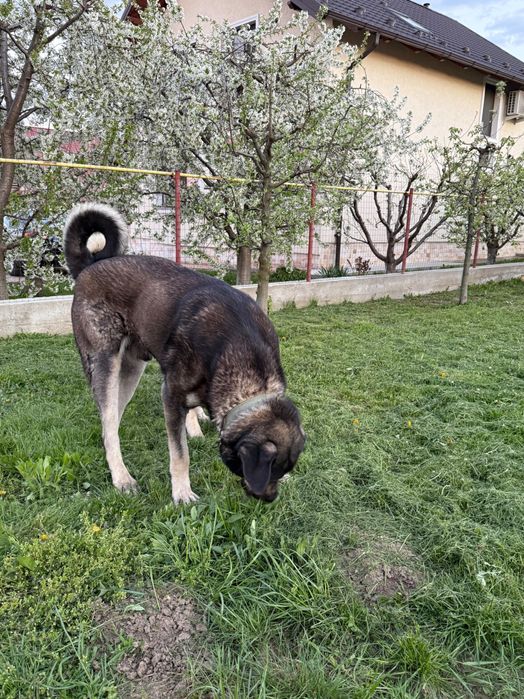 De vânzare oi și berbec
