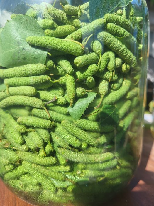 Береза сережки лечебные
