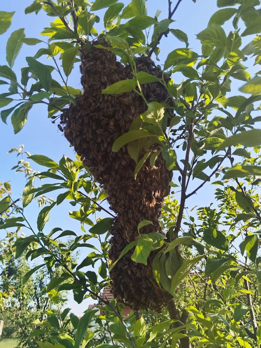 Vând roi albine  naturali